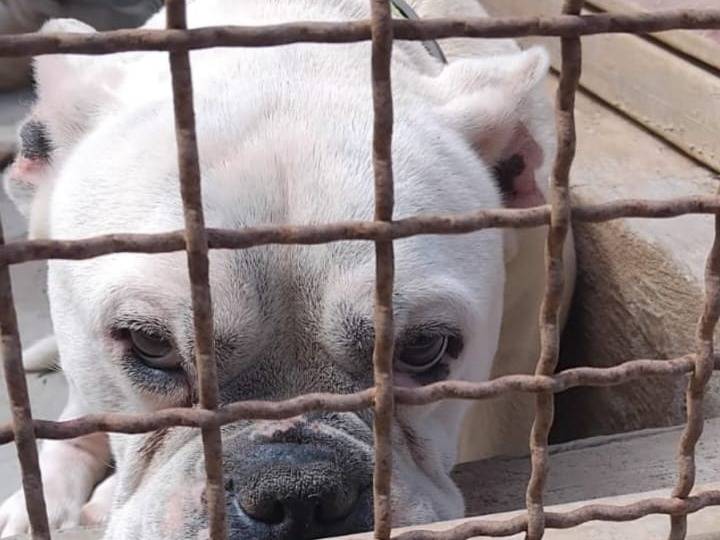 Adotta il cane BART a Verona