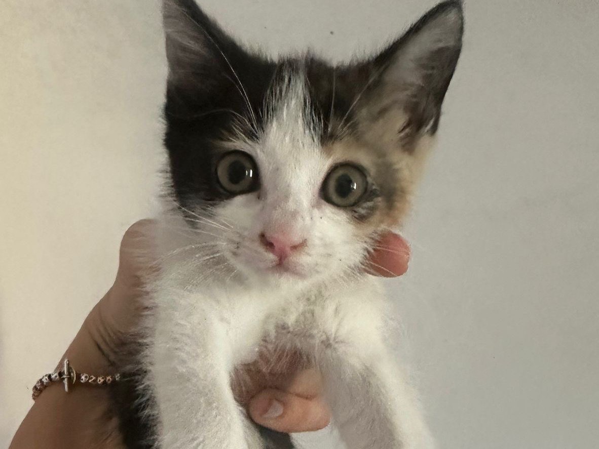 Adotta un gatto, taglia non valida, femmina, Ascoli