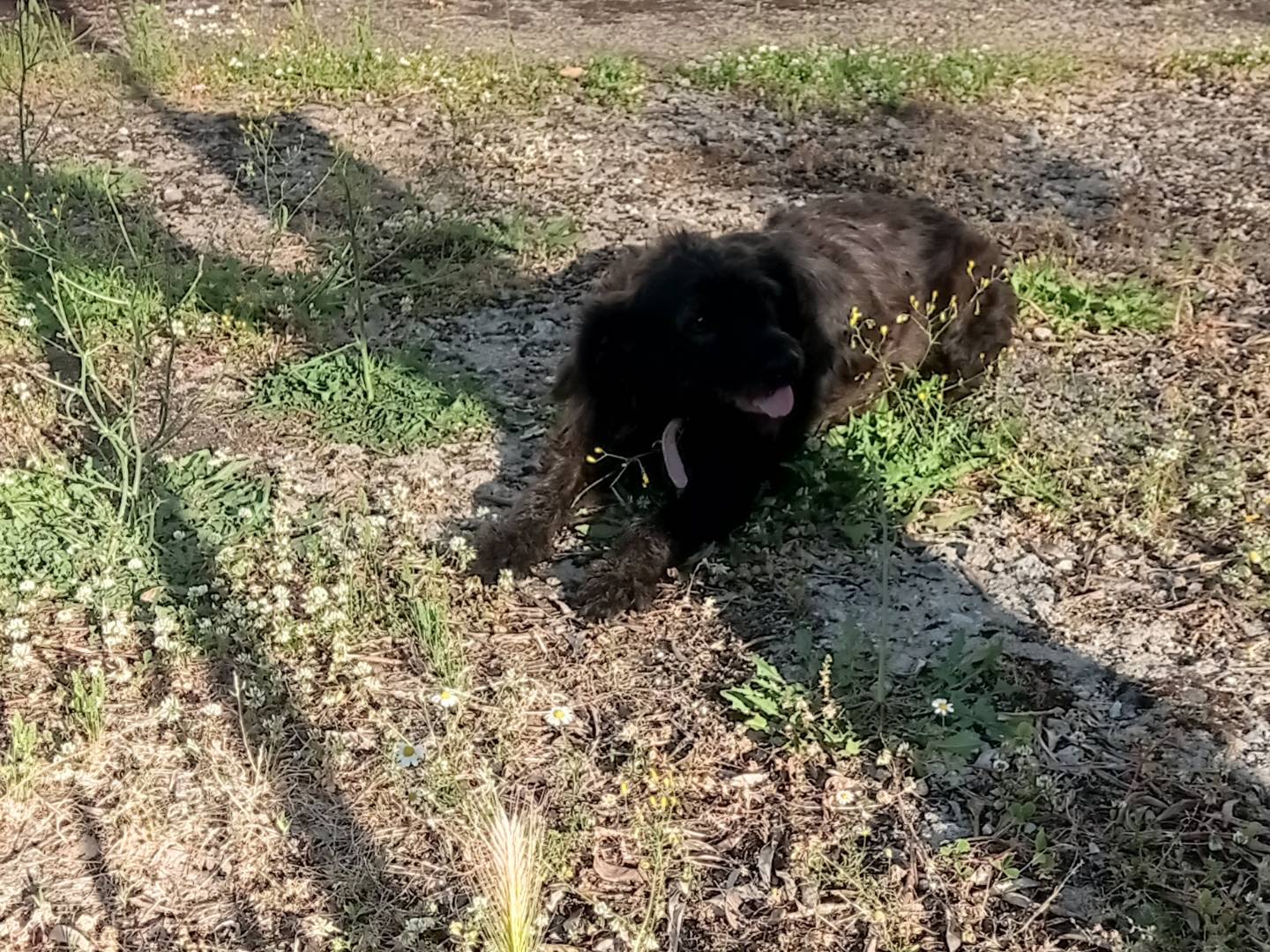 Adozione cane, femmina, Razza sconosciuta Razza sconosciuta, 1 anno e 7 mesi, taglia media, Catanzaro