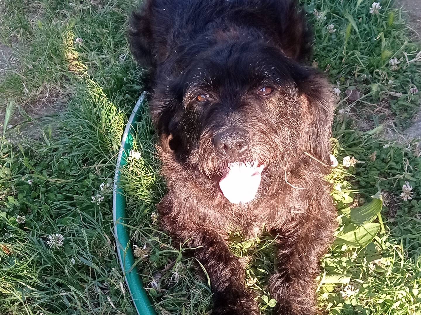 Adotta un cane, femmina, 1 anno e 7 mesi, Catanzaro