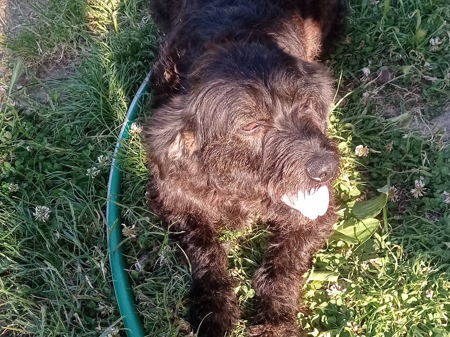Adotta un cane, taglia media, femmina, Catanzaro