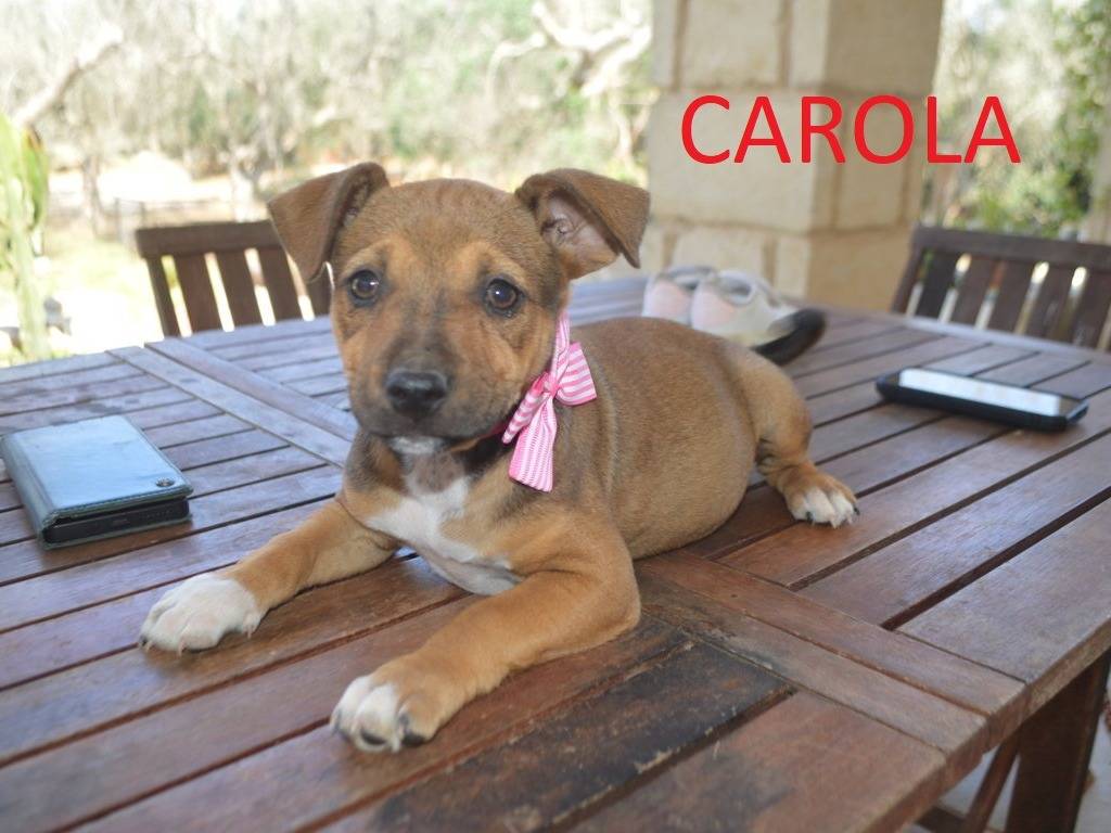 Adozione cane, femmina, Pitbull Razza sconosciuta, 2 mesi, taglia media, Lecce