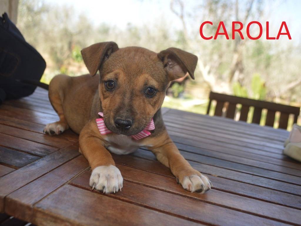 Adotta un cane, femmina, 2 mesi, Lecce
