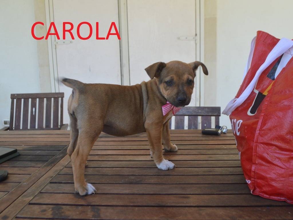Adotta un cane, taglia media, femmina, Lecce