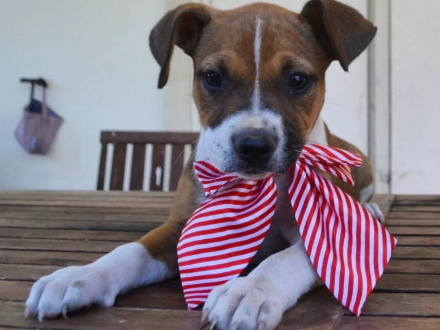 Adozione cane, femmina, Pitbull Razza sconosciuta, 2 mesi, taglia media, Lecce