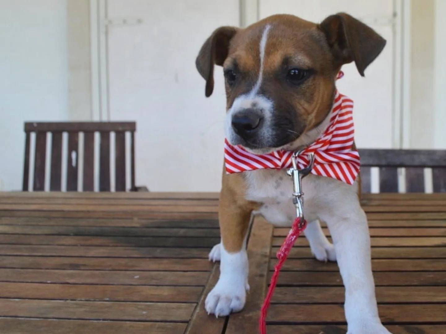 Adotta un cane, femmina, 2 mesi, Lecce