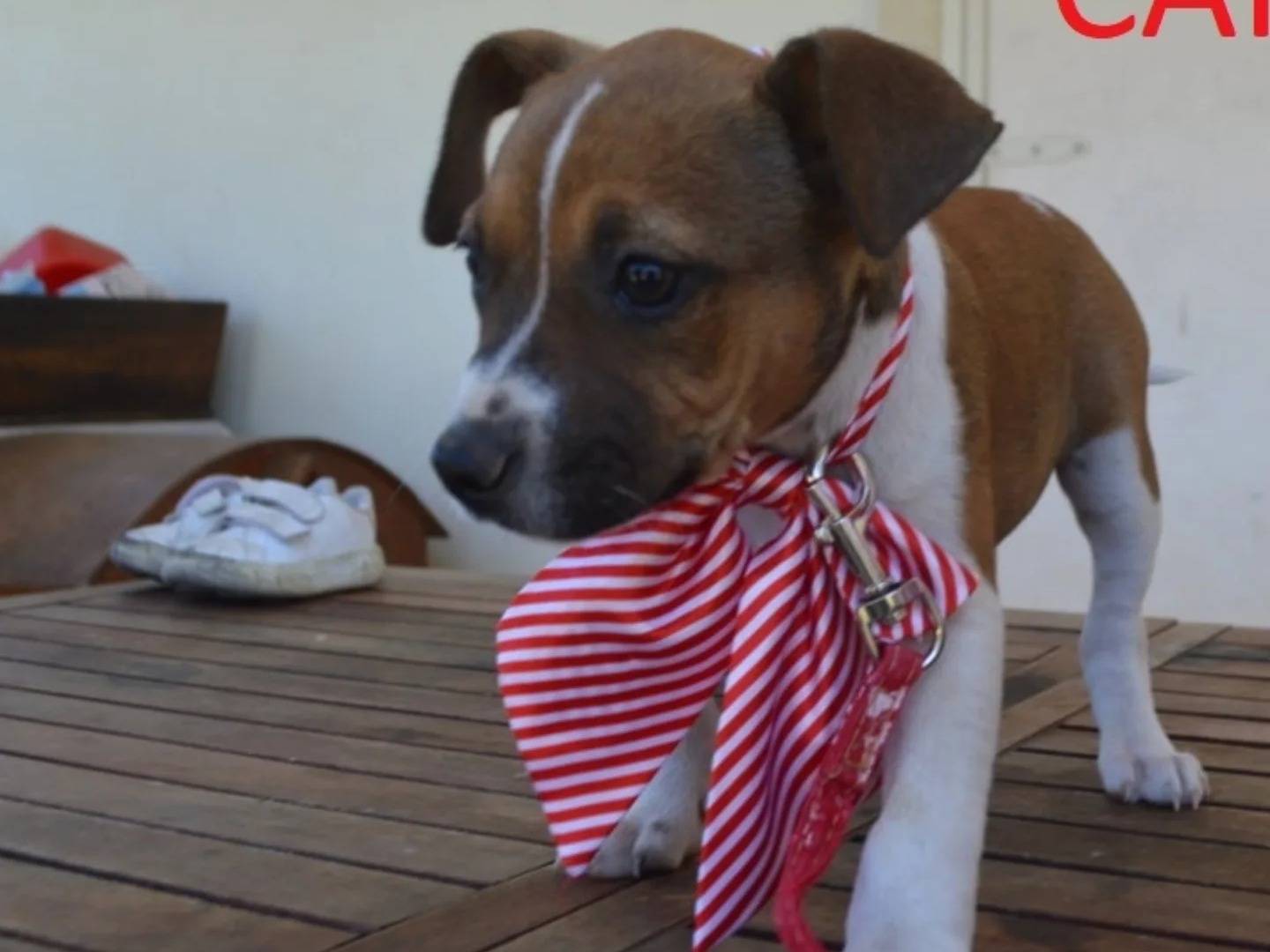 Adotta un cane, taglia media, femmina, Lecce