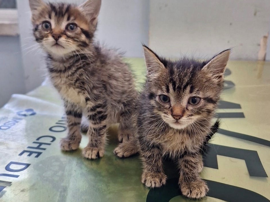 Adozione gatto, maschio, Razza sconosciuta Razza sconosciuta, 1 mesi, taglia non valida, Frosinone