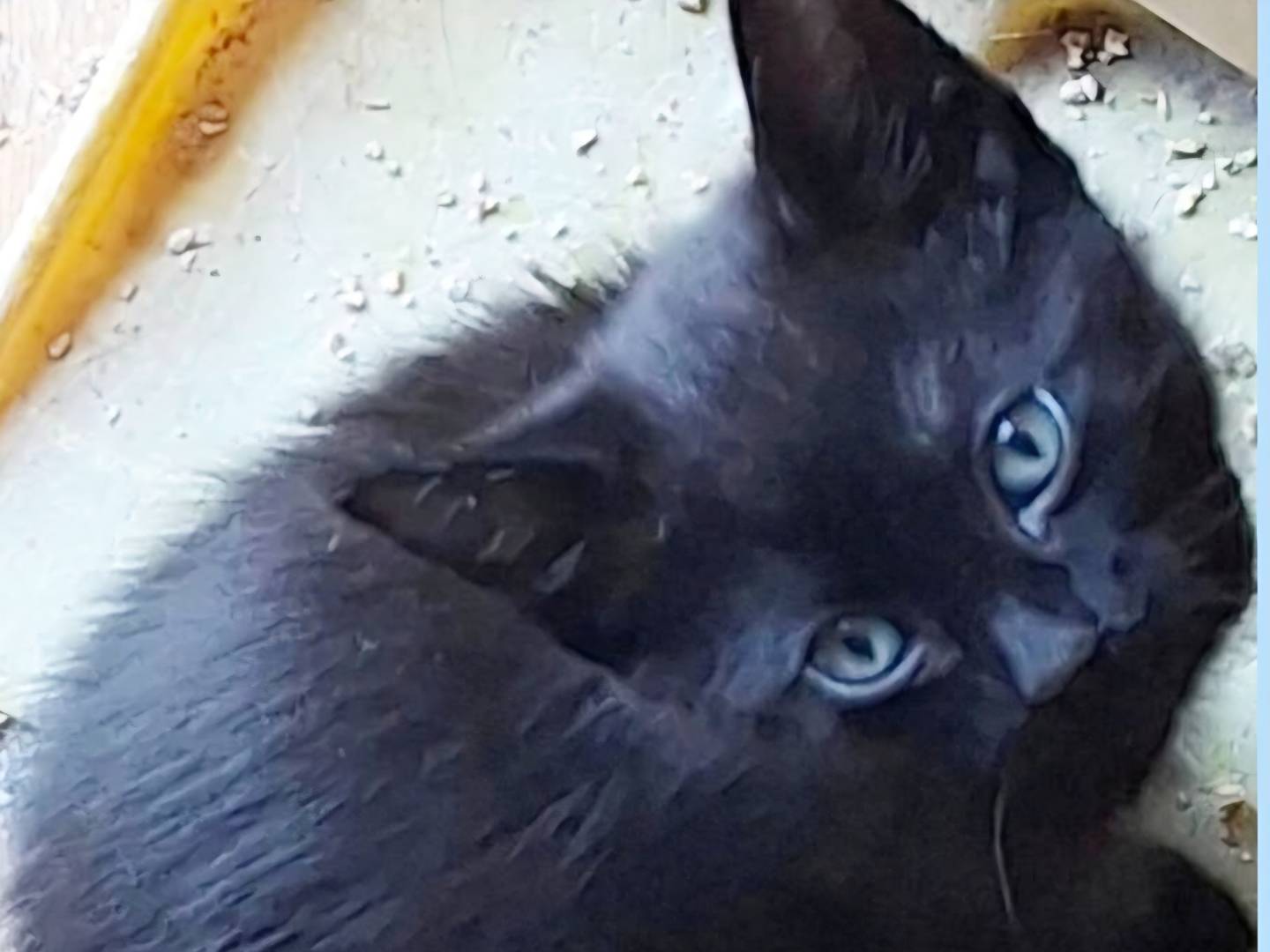 Adozione gatto, maschio, Razza sconosciuta Razza sconosciuta, 2 mesi, taglia non valida, Torino