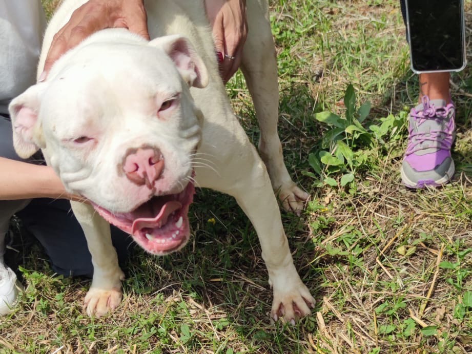 Adozione cane, maschio, Pitbull Razza sconosciuta, 1 anno e 2 mesi, taglia media, Latina