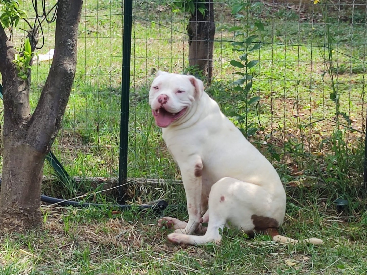 Adotta un cane, maschio, 1 anno e 2 mesi, Latina