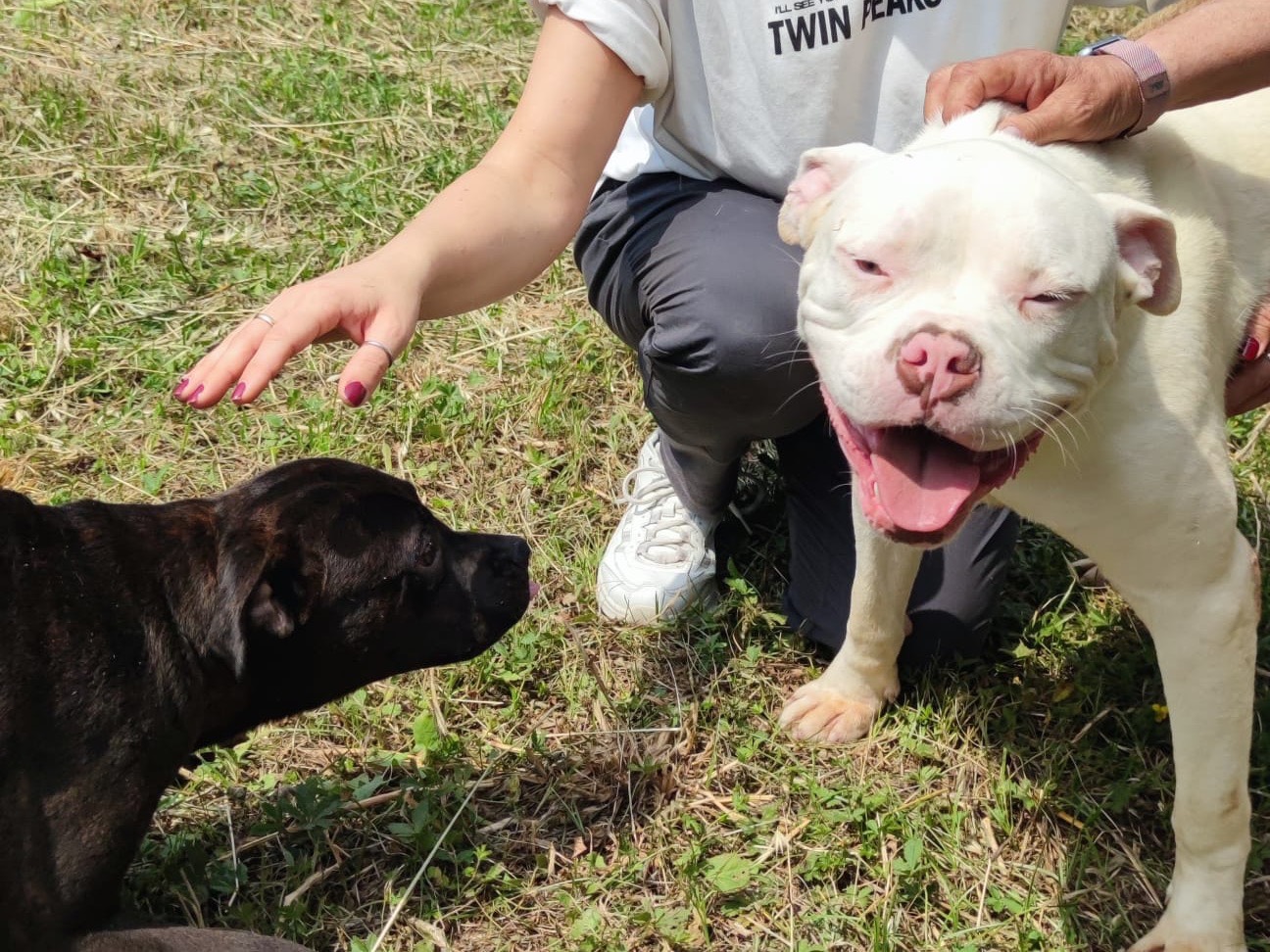 Adotta un cane, taglia media, maschio, Latina