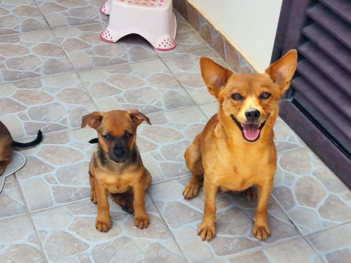 Adotta un cane, maschio, 3 mesi, Bergamo