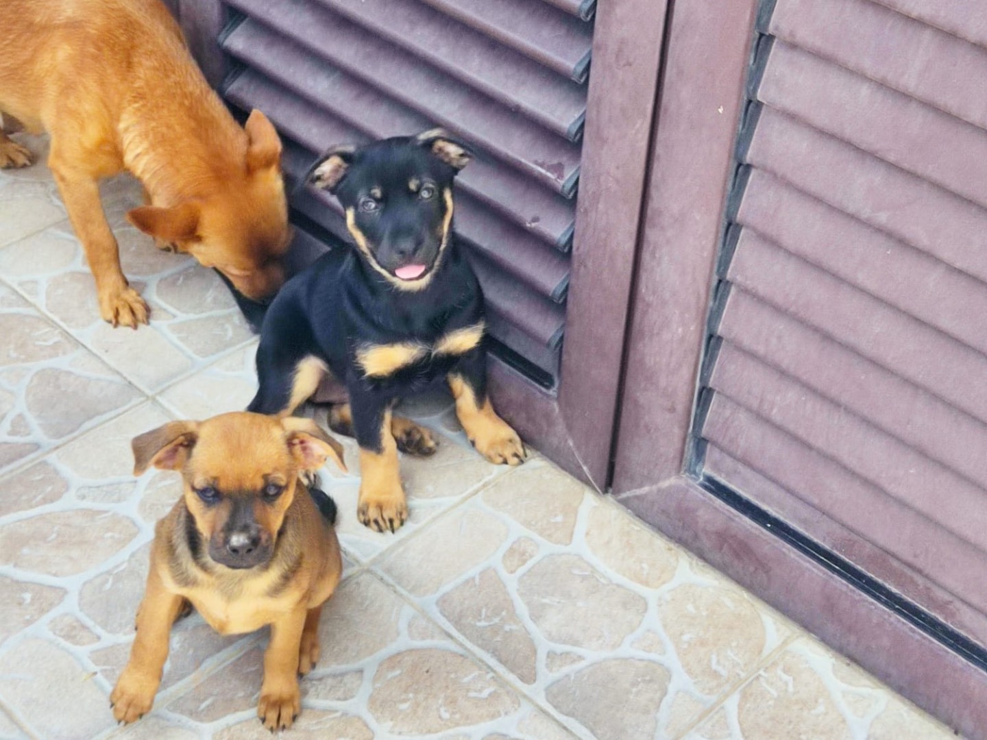 Adotta un cane, taglia piccola, maschio, Bergamo