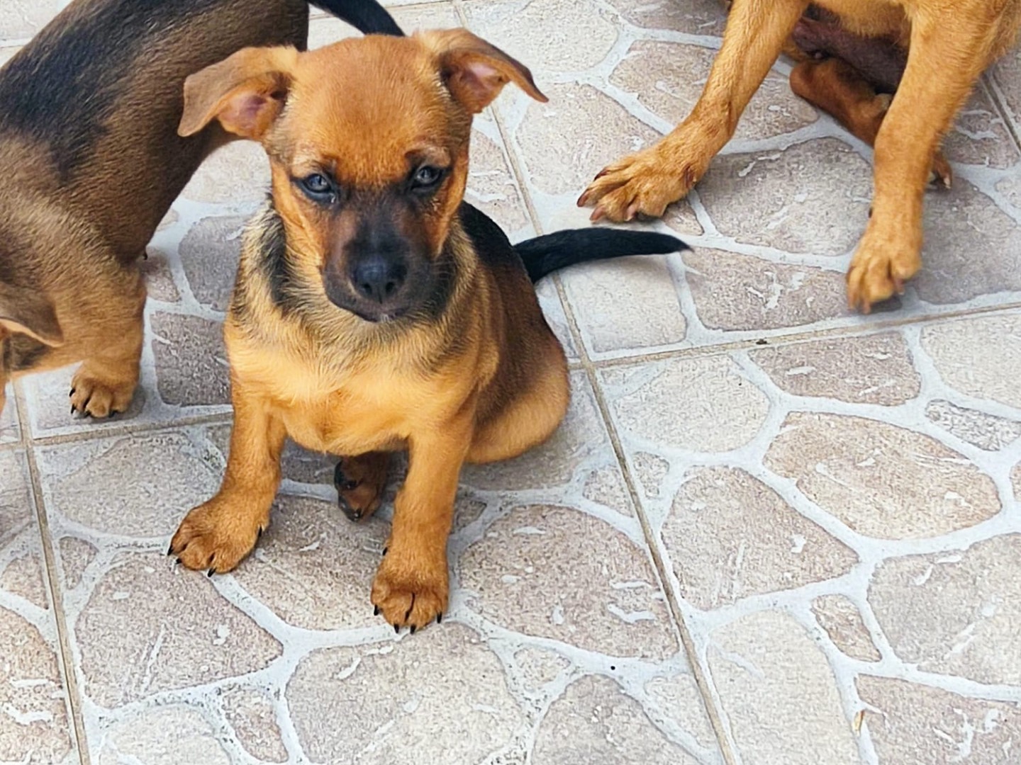 Vuoi adottare un cane a Bergamo?