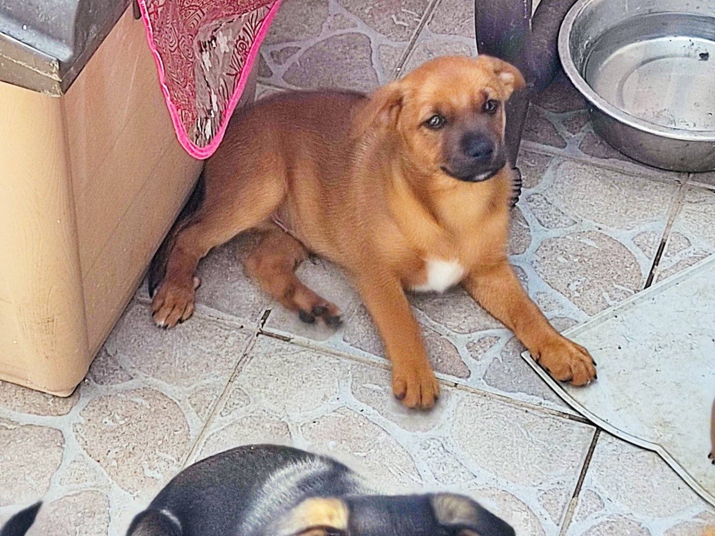 Adotta il cane La gang del bosco a Bergamo