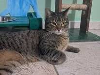 Adozione gatto, maschio, Razza sconosciuta Razza sconosciuta, 3 anni e 11 mesi, taglia non valida, Bari