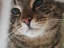 Adotta un gatto, maschio, 3 anni e 11 mesi, Bari