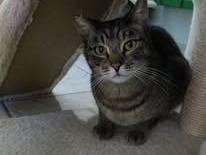 Vuoi adottare un gatto a Bari?