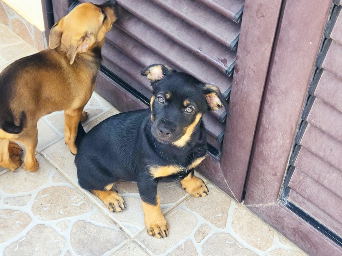 Adozione cane, femmina, Razza sconosciuta Razza sconosciuta, 3 mesi, taglia piccola, Alessandria