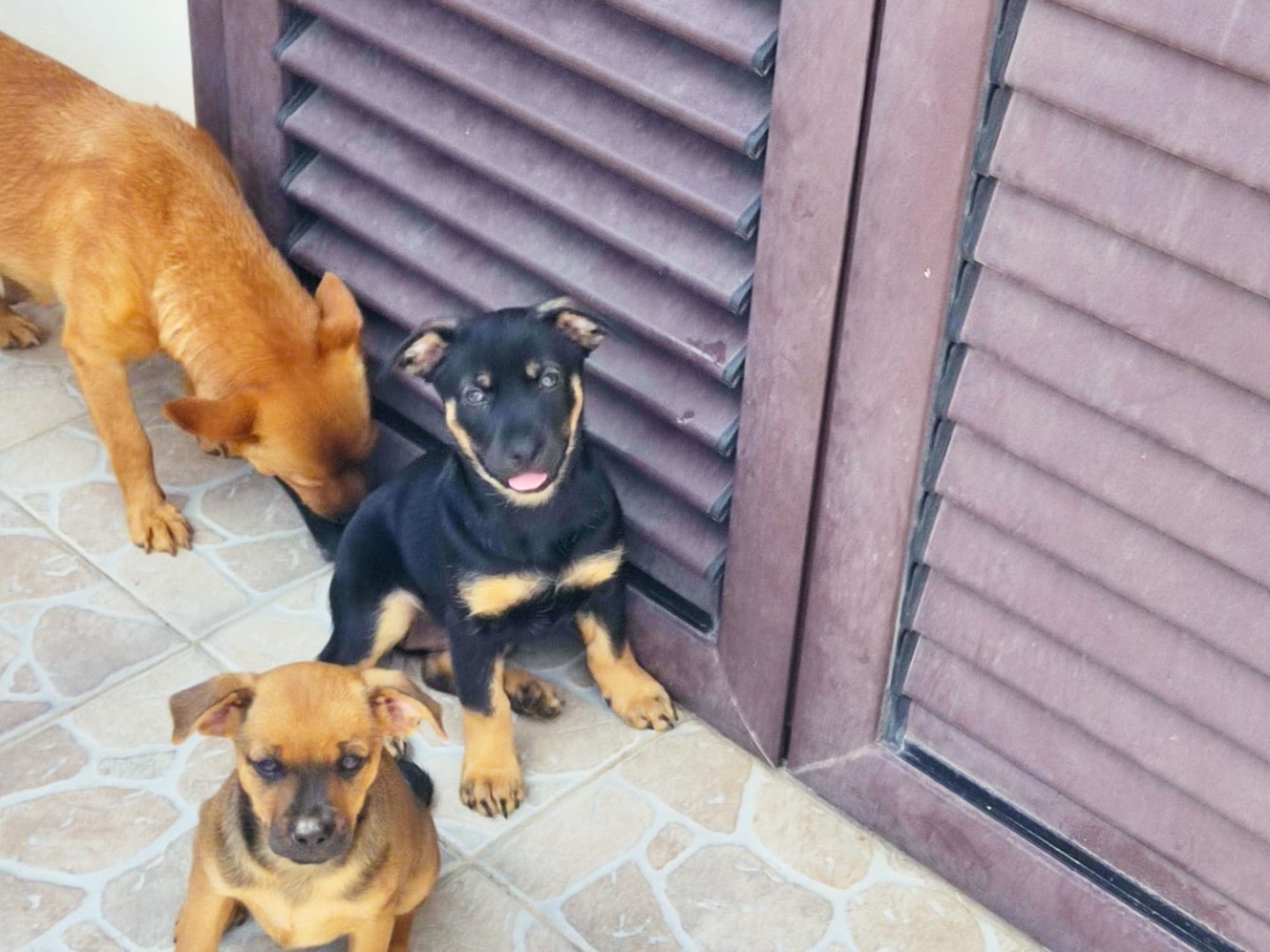 Adotta un cane, femmina, 3 mesi, Alessandria