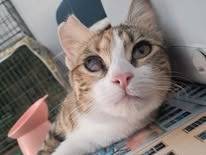 Adozione gatto, femmina, Razza sconosciuta Razza sconosciuta, 11 mesi, taglia non valida, Bari