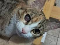 Adotta un gatto, femmina, 11 mesi, Bari
