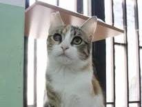 Adotta un gatto, taglia non valida, femmina, Bari