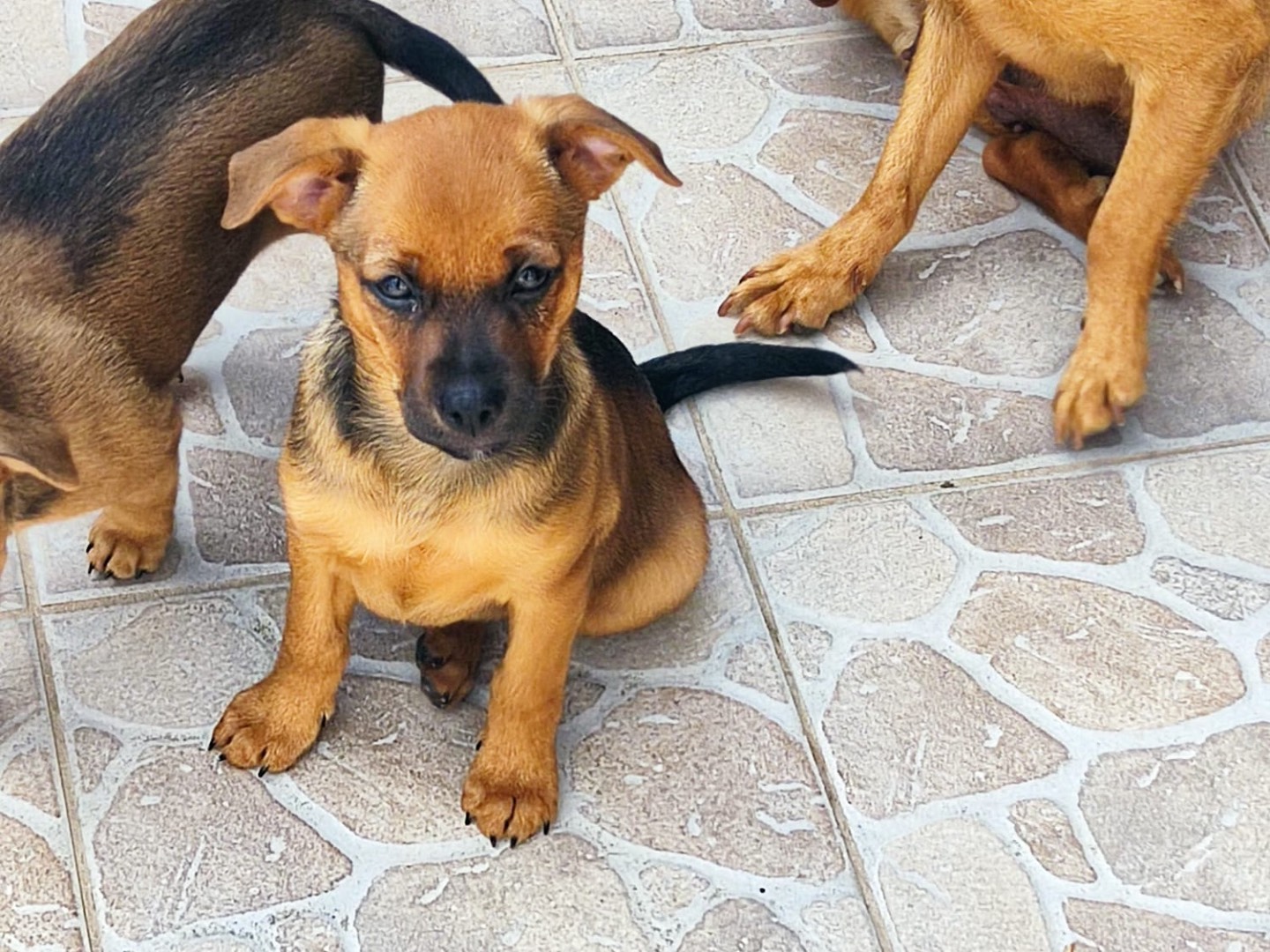 Adozione cane, maschio, Razza sconosciuta Razza sconosciuta, 3 mesi, taglia piccola, Roma