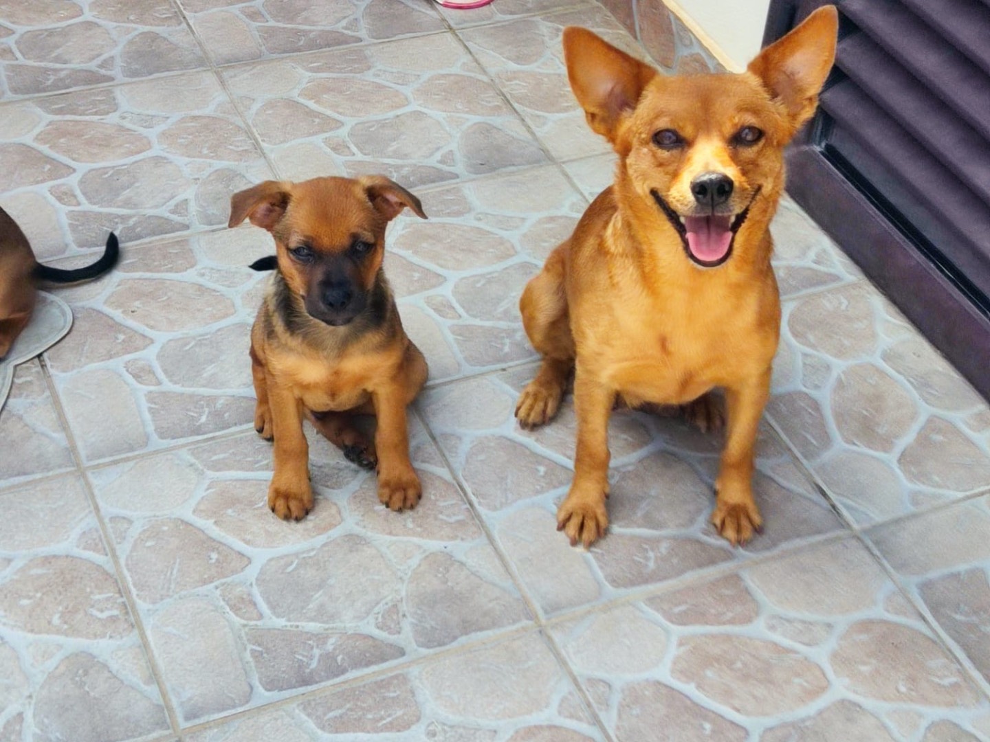 Adotta un cane, maschio, 3 mesi, Roma