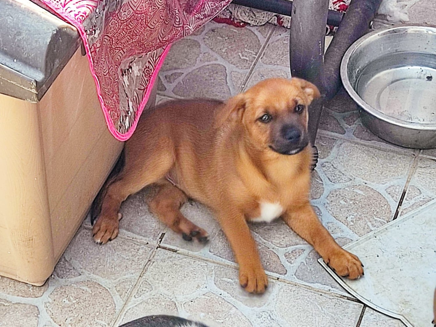 Adozione cane, maschio, Razza sconosciuta Razza sconosciuta, 3 mesi, taglia piccola, Genova