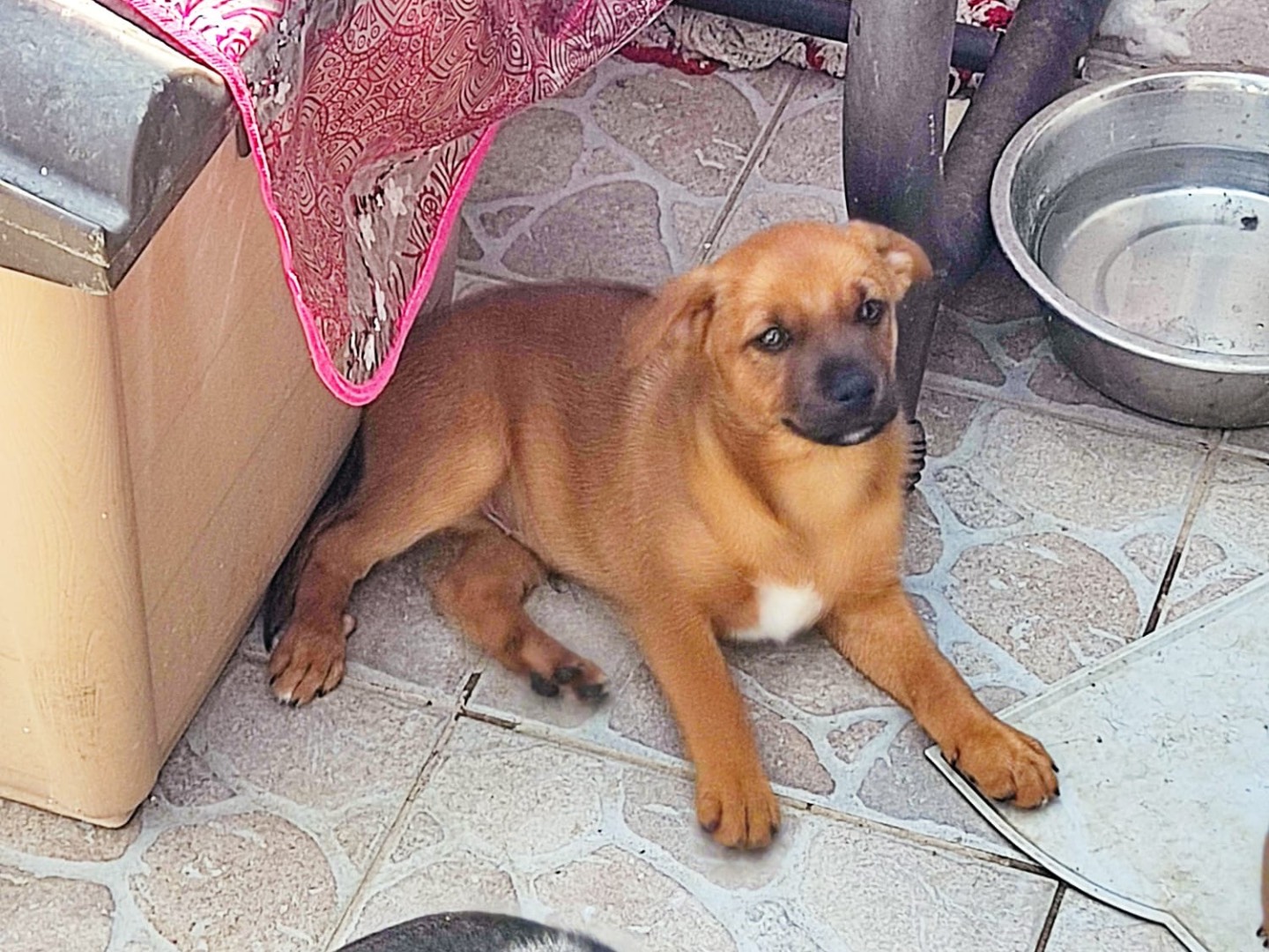 Adozione cane, maschio, Razza sconosciuta Razza sconosciuta, 3 mesi, taglia piccola, Pordenone