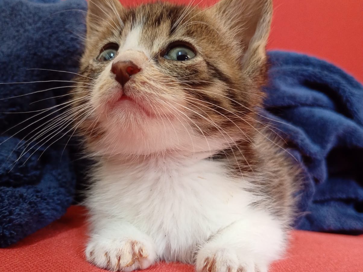 Adozione gatto, maschio, Razza sconosciuta Razza sconosciuta, 1 mesi, taglia non valida, Milano