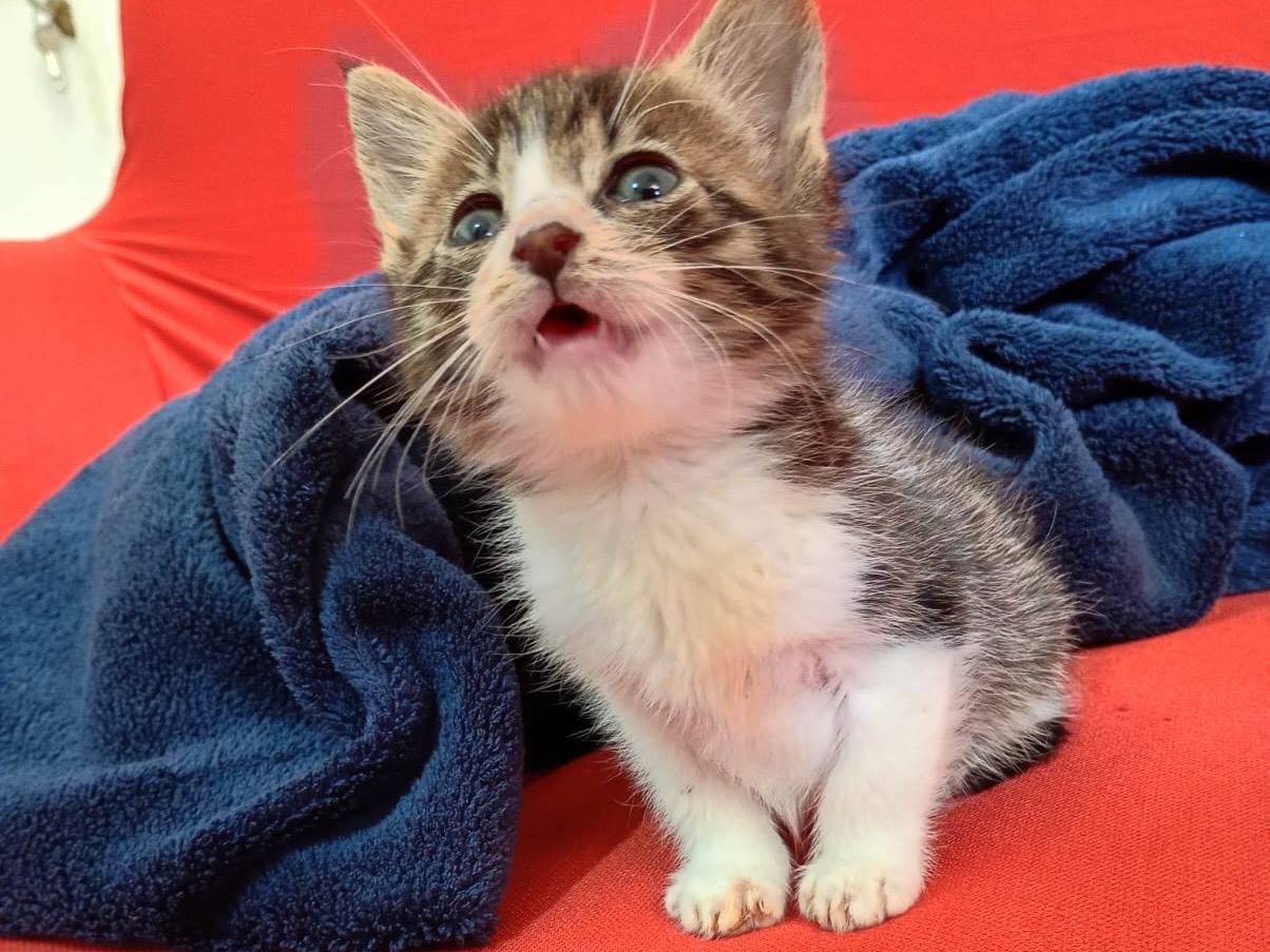 Adotta un gatto, maschio, 1 mesi, Milano