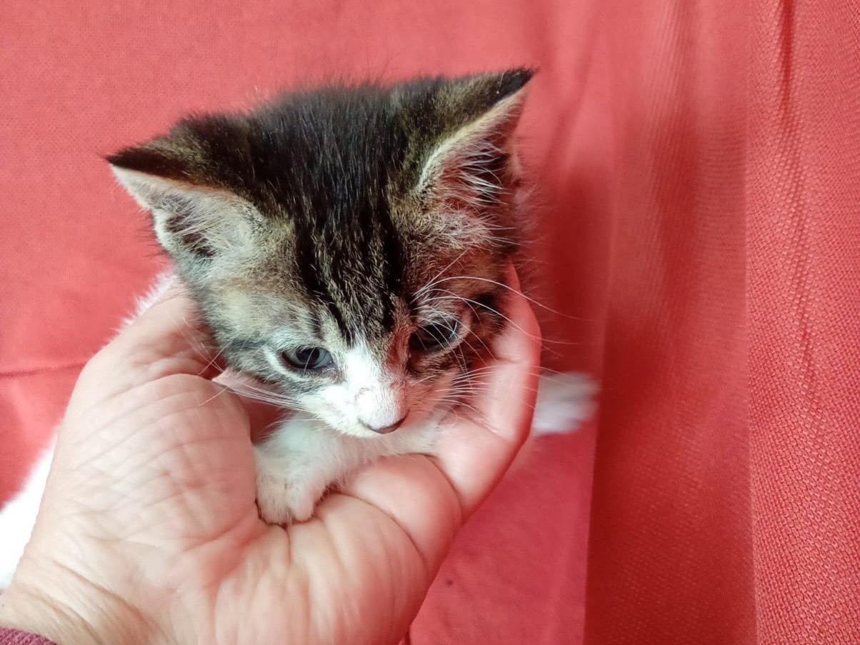 Adotta un gatto, taglia non valida, maschio, Milano