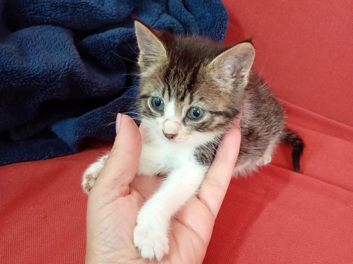 Adotta il gatto Momo a Milano
