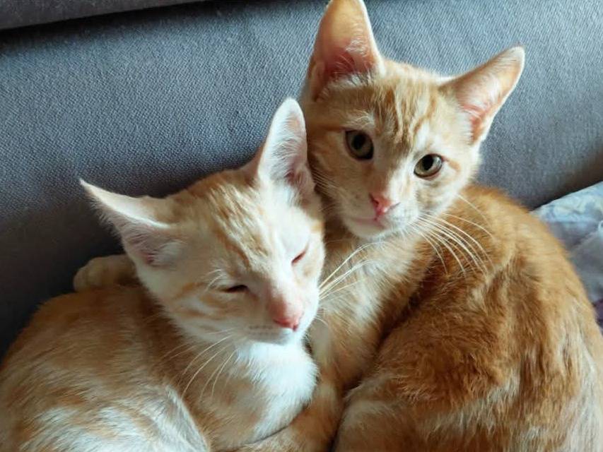 Adozione gatto, maschio, Razza sconosciuta Razza sconosciuta, 2 mesi, taglia non valida, Torino