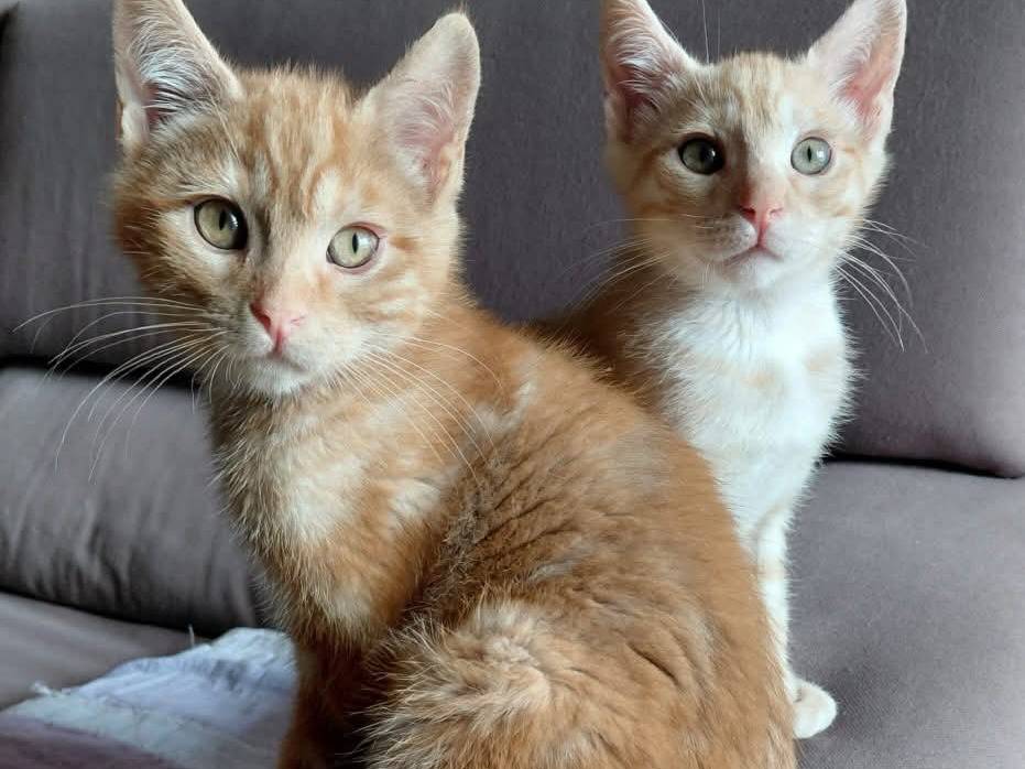 Adotta un gatto, maschio, 2 mesi, Torino