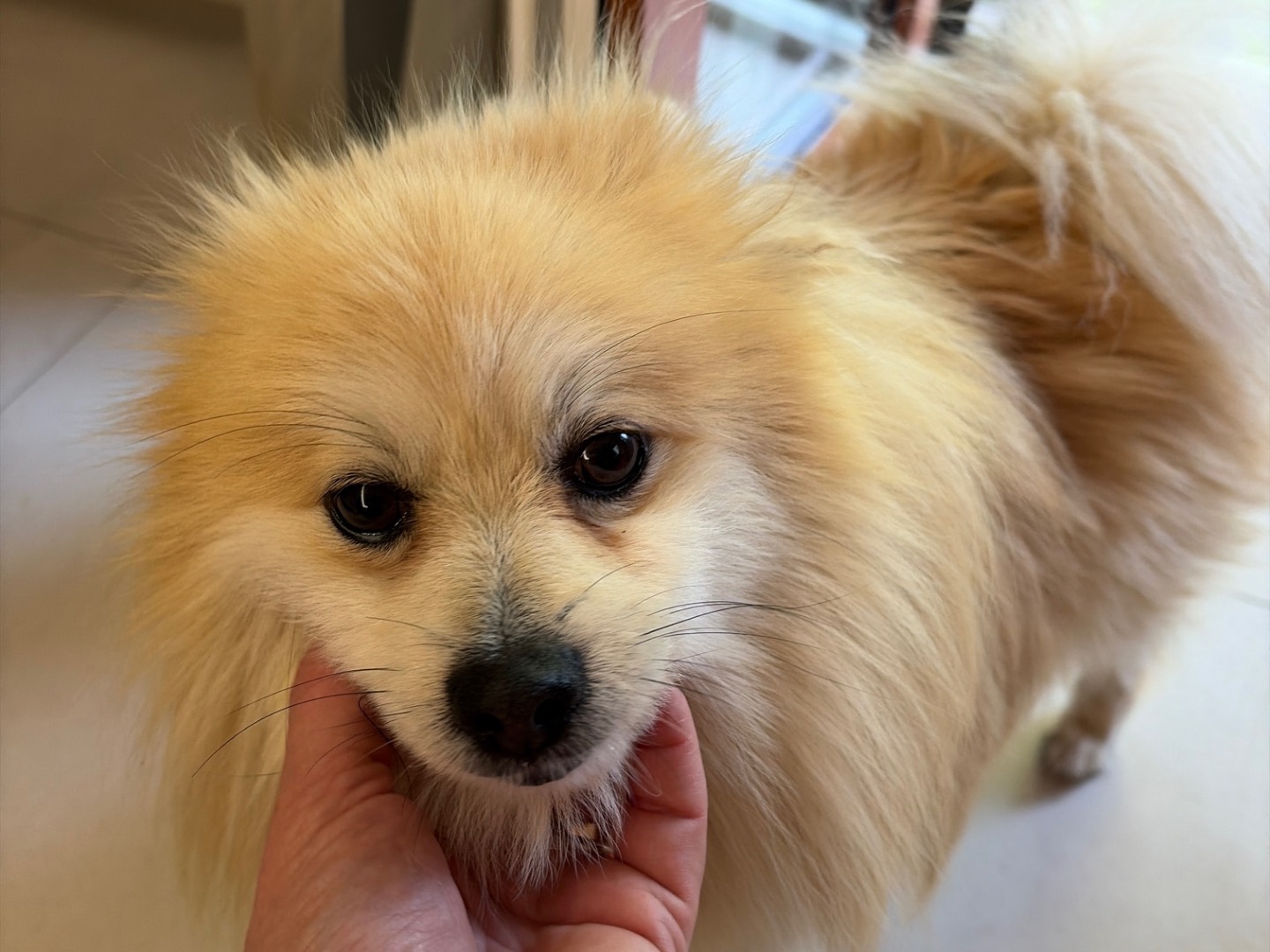 Adozione cane, maschio, Razza sconosciuta Razza sconosciuta, 2 anni e 2 mesi, taglia piccola, Piacenza