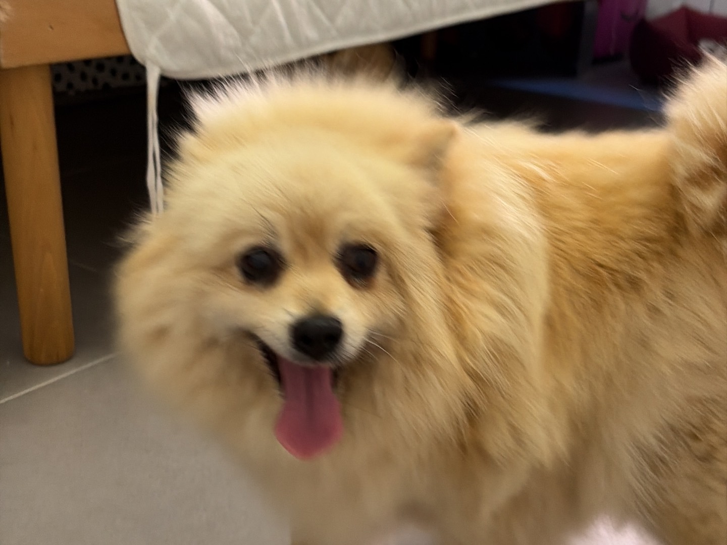Adozione cane, femmina, Razza sconosciuta Razza sconosciuta, 7 anni e 2 mesi, taglia piccola, Piacenza