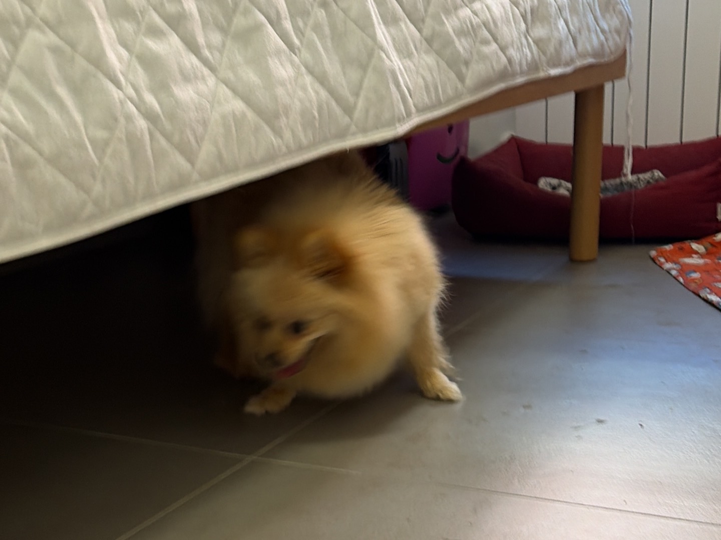 Adozione cane, femmina, Razza sconosciuta Razza sconosciuta, 2 anni, taglia piccola, Piacenza