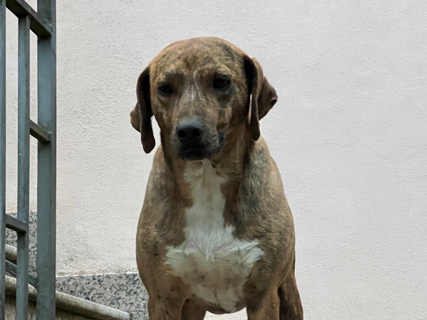 Adozione cane, maschio, Segugio maremmano Razza sconosciuta, 1 anno, taglia media contenuta, Laquila