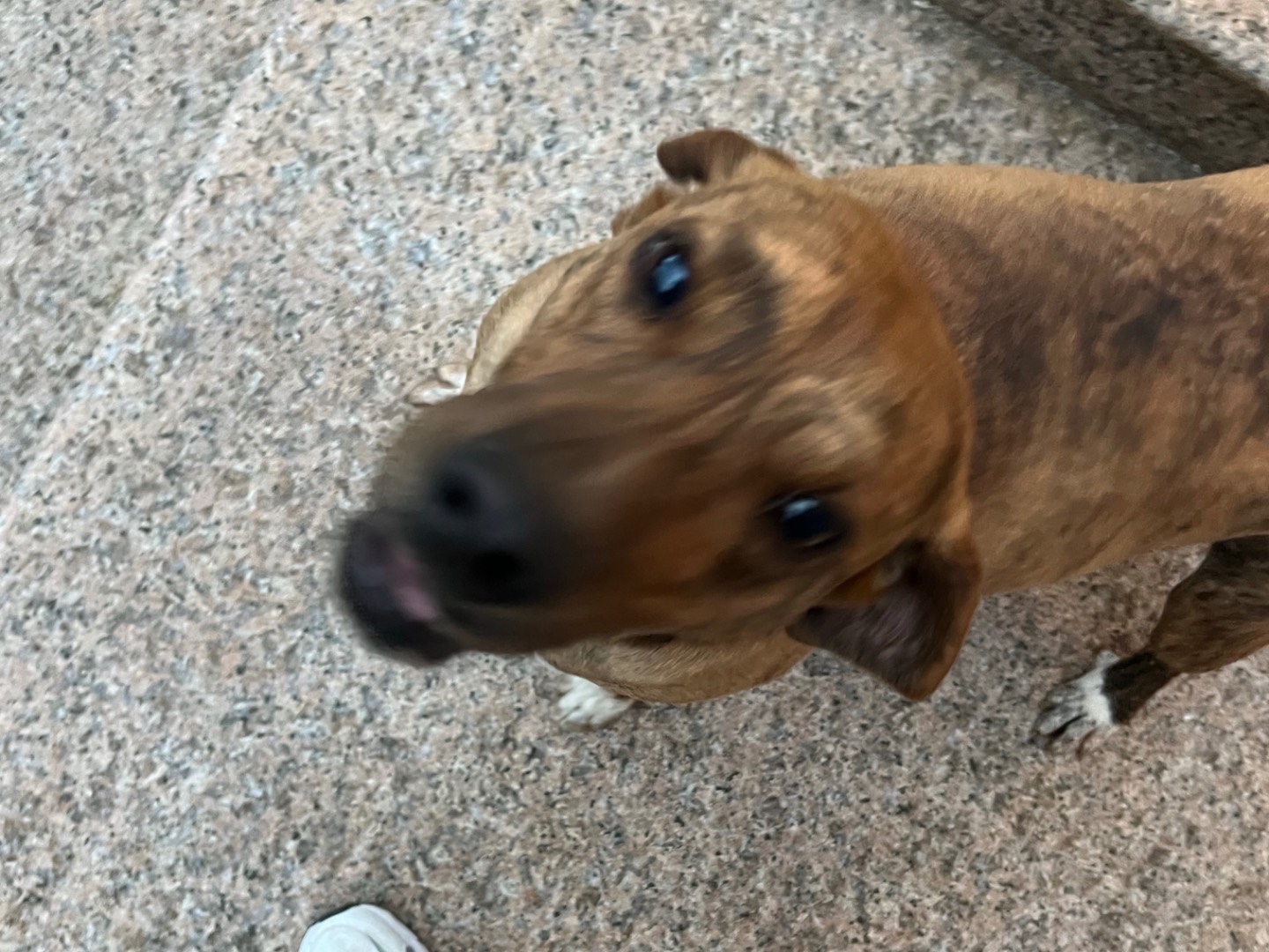 Adotta un cane, maschio, 1 anno, Laquila