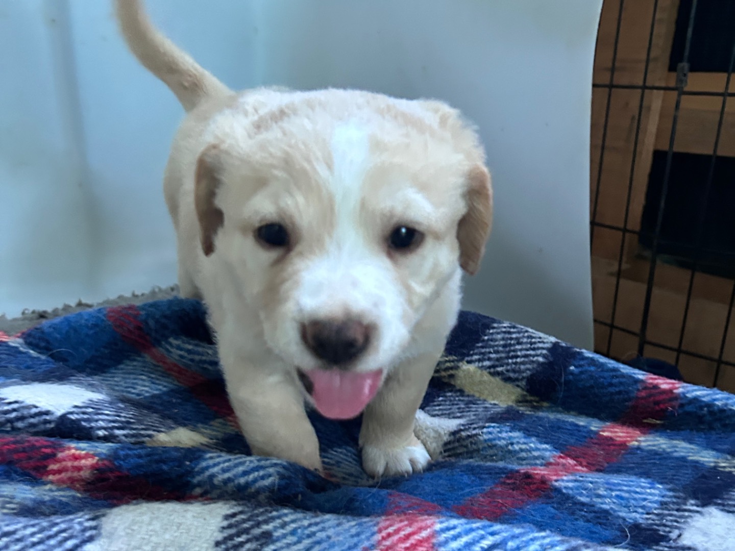 Adotta il cane VANIGLIA a Chieti