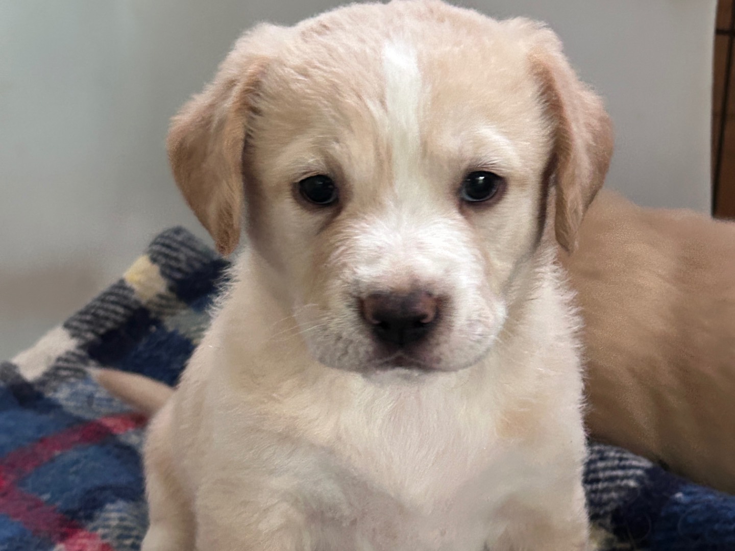 Adotta un cane, femmina, 1 mesi, Chieti
