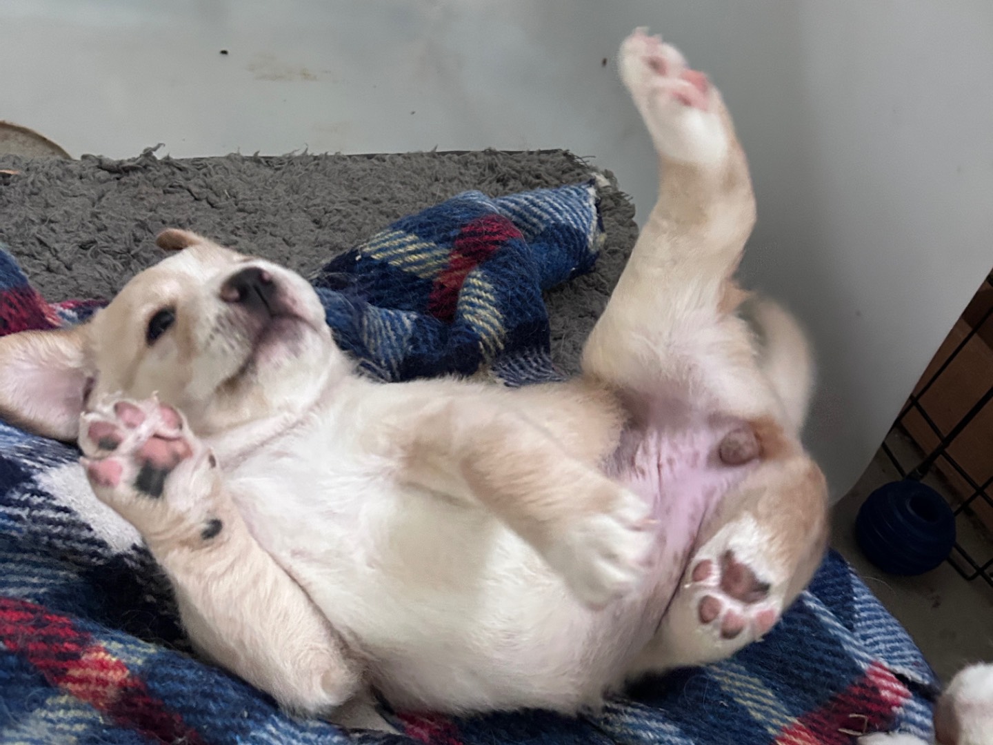 Vuoi adottare un cane a Chieti?