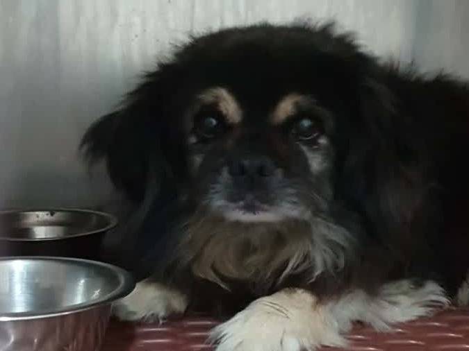 Adozione cane, maschio, Razza sconosciuta Razza sconosciuta, 5 anni e 11 mesi, taglia piccola, Padova