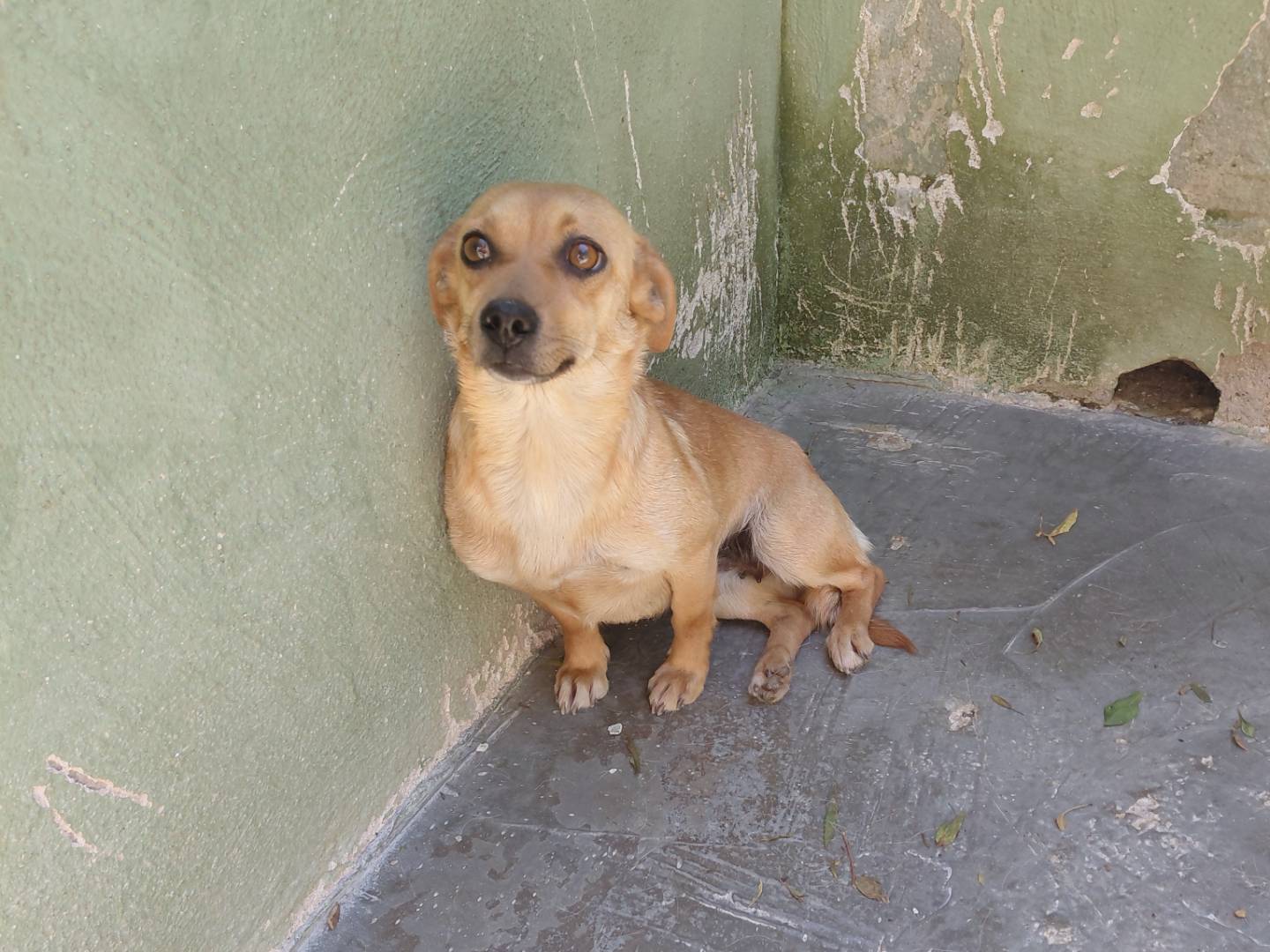 Adozione cane, femmina, Razza sconosciuta Razza sconosciuta, 2 anni e 2 mesi, taglia piccola, Caserta