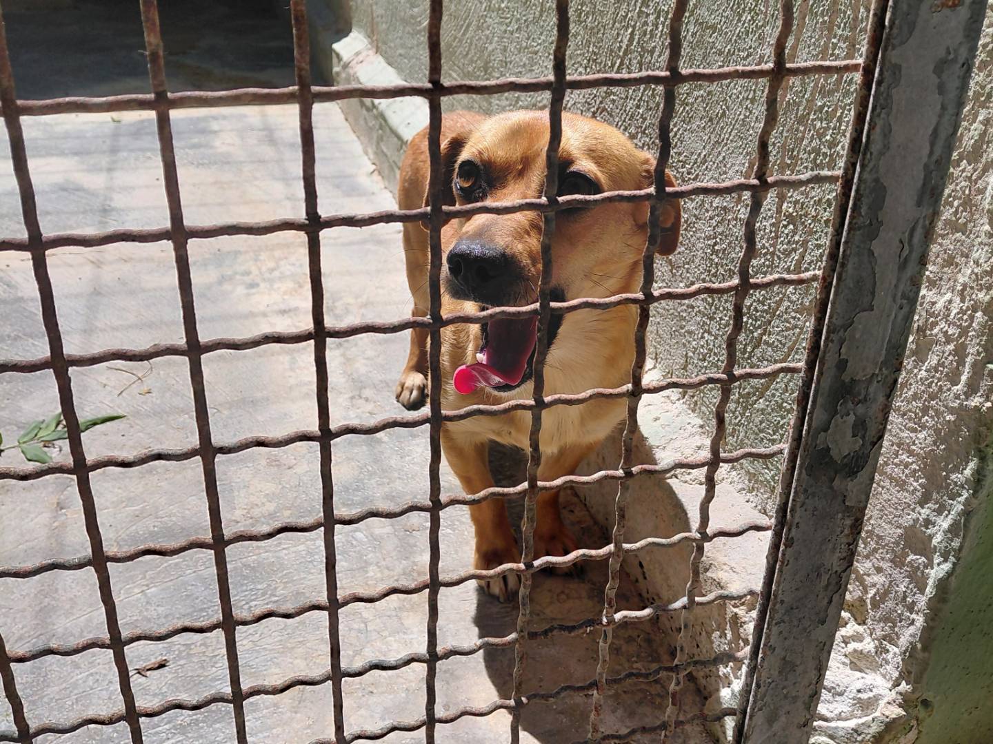 Adotta un cane, taglia piccola, femmina, Caserta