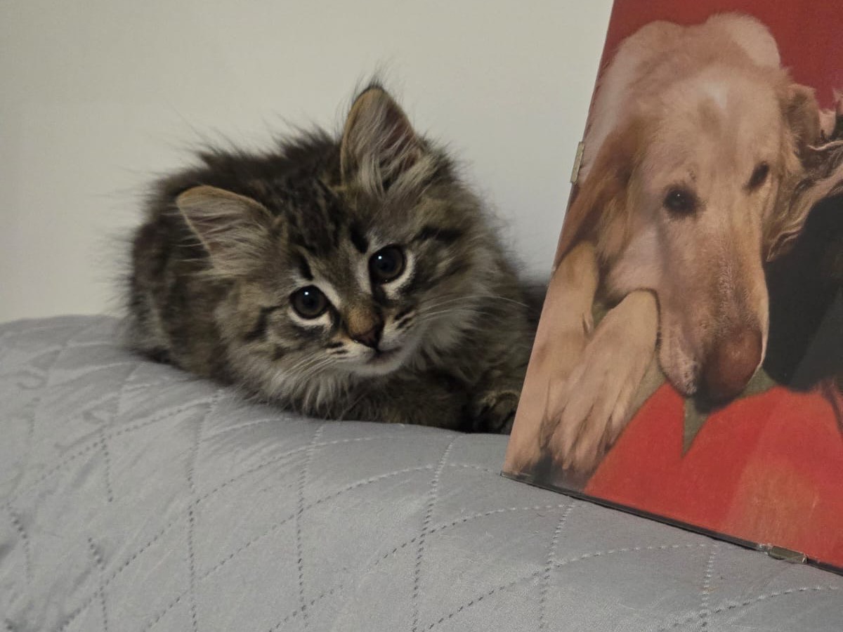 Adozione gatto, femmina, Razza sconosciuta Razza sconosciuta, 2 mesi, taglia non valida, Teramo